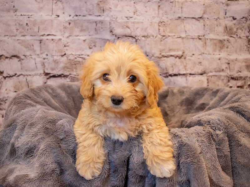Miniature Bernedoodle-DOG-Male-Tri Color-3377255-PetCenter Old Bridge Puppies For Sale