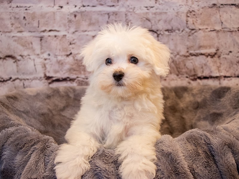 Bichon Frise- Available 11/10-Male-White-3376656-PetCenter Old Bridge Puppies For Sale