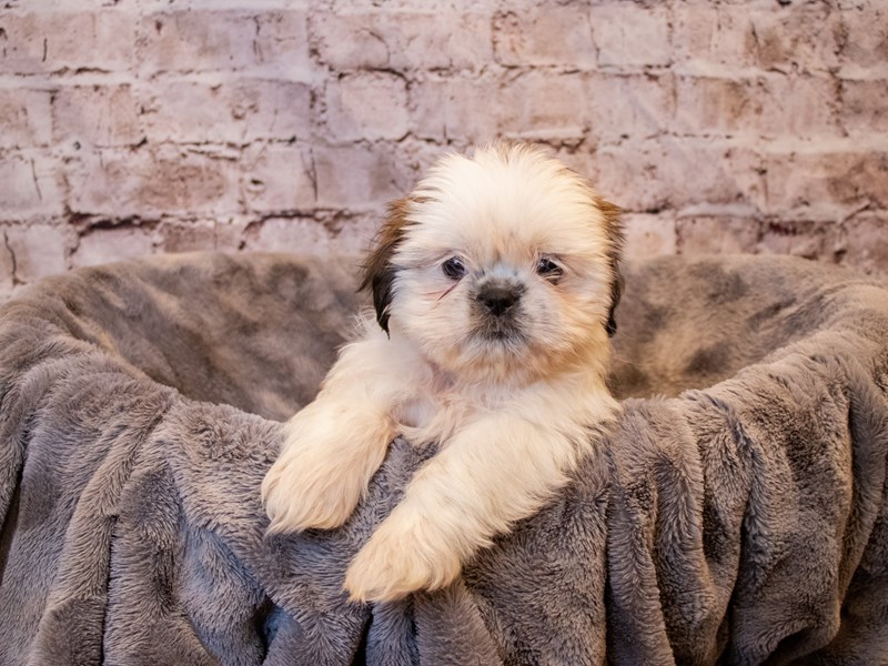 Shih Tzu-Female-Red and White-3377391-PetCenter Old Bridge Puppies For Sale