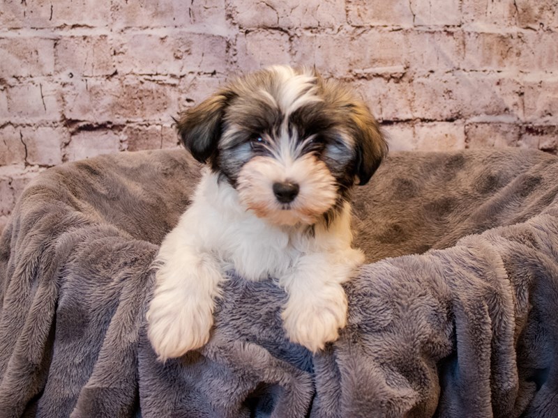 Havanese-Female-Fawn Sable-3377382-PetCenter Old Bridge Puppies For Sale