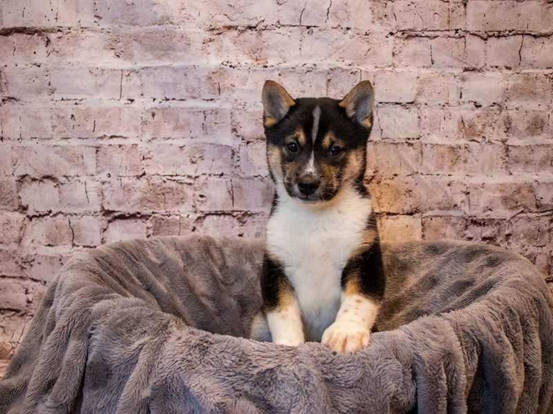 Shiba Inu-Male-Black and Tan-3377346-PetCenter Old Bridge Puppies For Sale