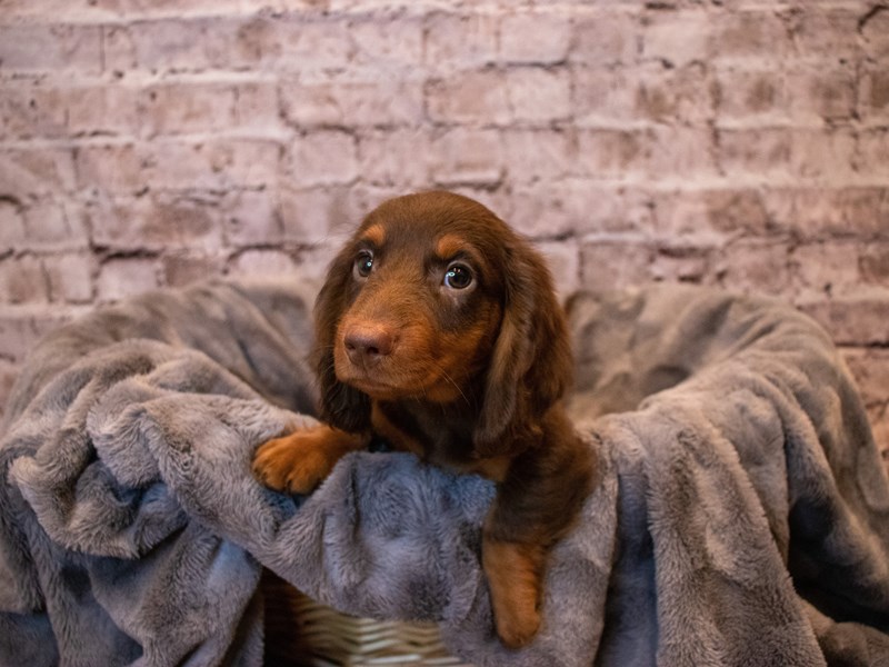 Dachshund- Available 11/10-DOG-Male-Chocolate and Tan-3376662-PetCenter Old Bridge Puppies For Sale