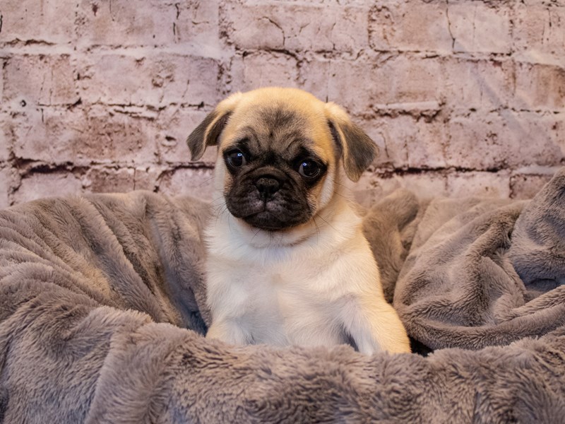Pug-Male-Fawn-3377354-PetCenter Old Bridge Puppies For Sale
