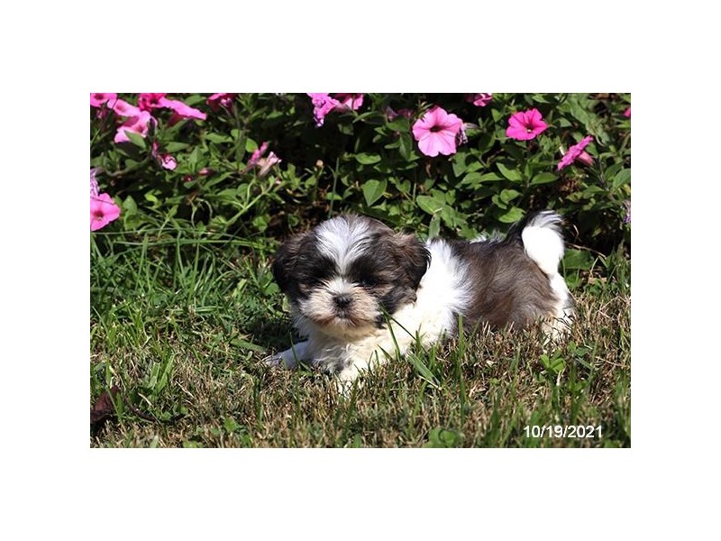 Shih Tzu-Male-Sable / White-3385622-PetCenter Old Bridge Puppies For Sale