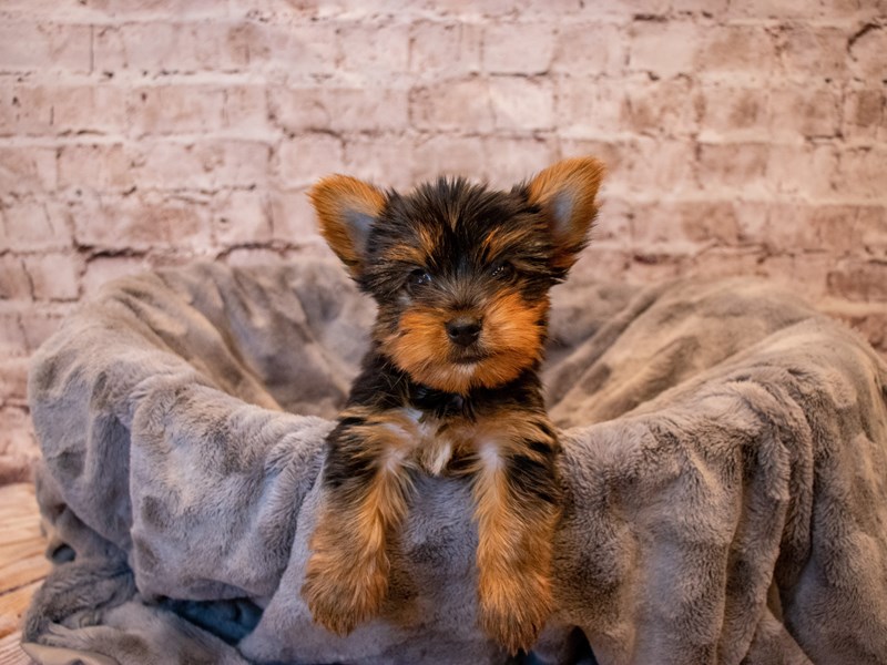 Yorkshire Terrier- Available 11/17-Male-Black and Gold-3386455-PetCenter Old Bridge