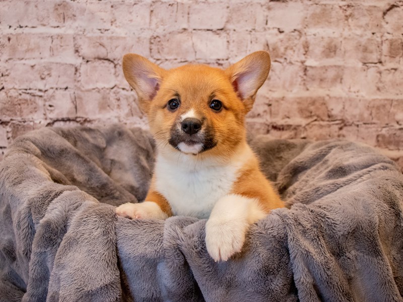 Pembroke Welsh Corgi- Available 11/17-Female-Red-3386700-PetCenter Old Bridge Puppies For Sale