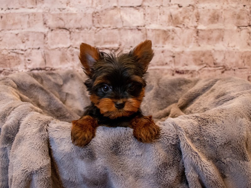 Yorkshire Terrier- Available 11/17-Female-Black and Gold-3386599-PetCenter Old Bridge Puppies For Sale