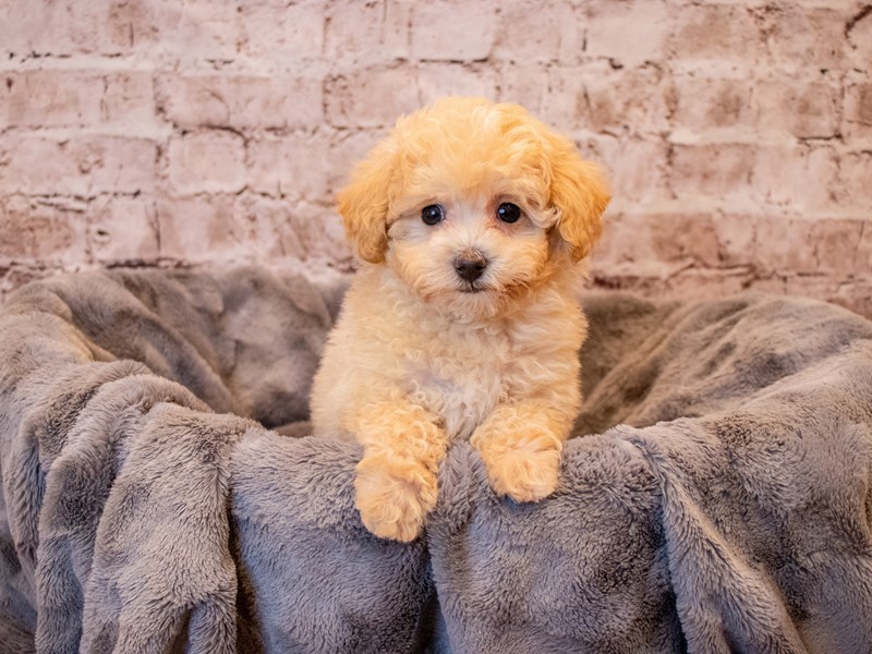 Poodle-Female-Cream-3385611-PetCenter Old Bridge Puppies For Sale