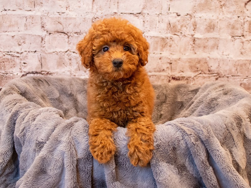 Poodle-Male-Red-3385620-PetCenter Old Bridge Puppies For Sale