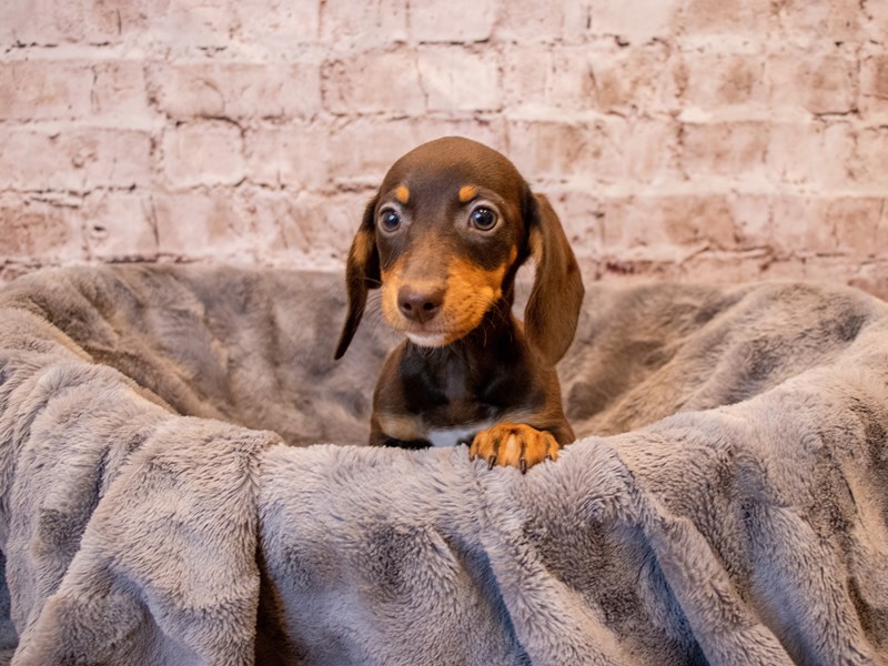 Dachshund-Female-Chocolate and Tan-3385621-PetCenter Old Bridge Puppies For Sale