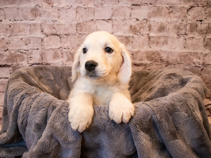 Golden Retriever- Available 11/17-DOG-Female-Cream-3385618-PetCenter Old Bridge Puppies For Sale