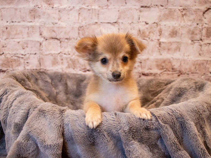 Chihuahua-DOG-Male-Blue-3385623-PetCenter Old Bridge Puppies For Sale