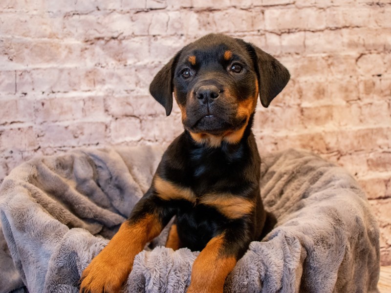 Rottweiler-Female-Black / Tan-3385617-PetCenter Old Bridge Puppies For Sale