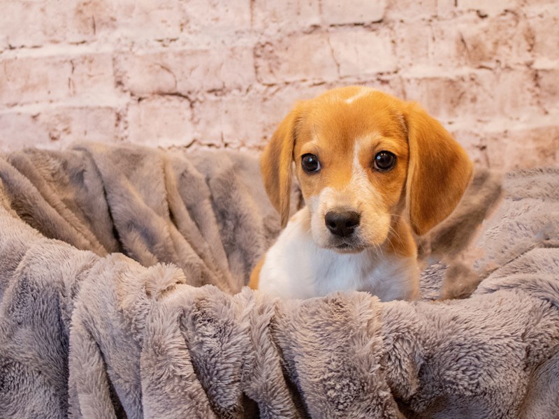 Beagle- Available 11/3-Female-Red and White-3368193-PetCenter Old Bridge Puppies For Sale