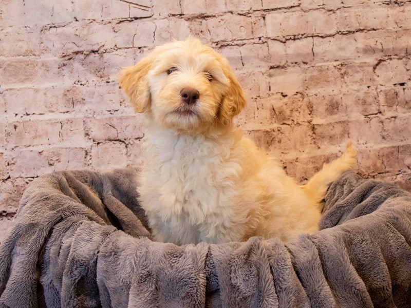 Goldendoodle- Available 11/17-Female-Golden-3386560-PetCenter Old Bridge Puppies For Sale