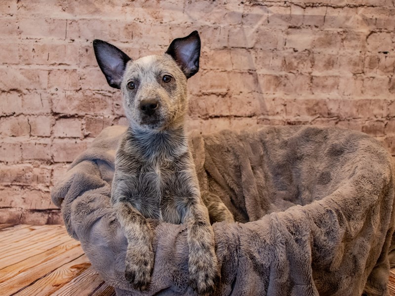 Australian Cattle Dog- Available 11/24-Female-Blue Mottled-3395163-PetCenter Old Bridge Puppies For Sale