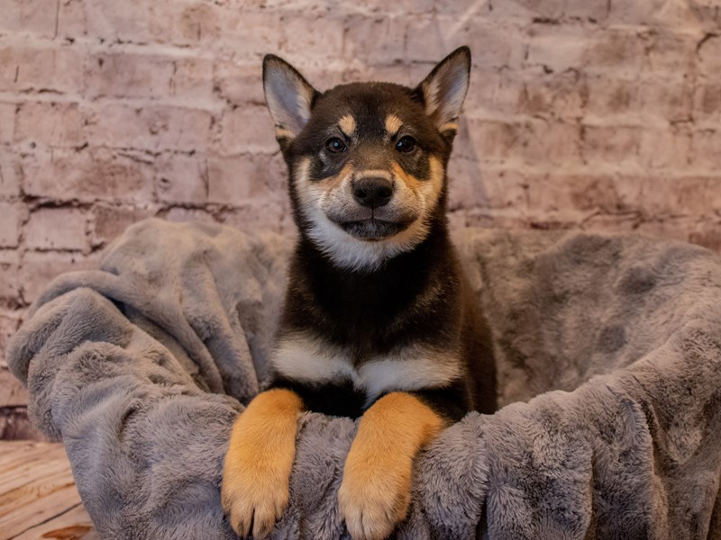 Shiba Inu- Available 11/24-Male-Black and Tan-3395124-PetCenter Old Bridge Puppies For Sale