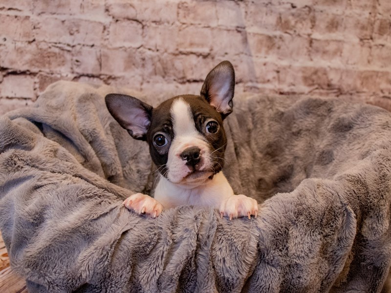 Boston Terrier- Available 11/24-DOG-Male-Black and White-3394940-PetCenter Old Bridge Puppies For Sale