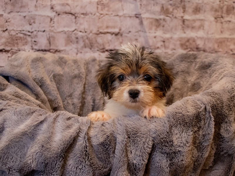 Yorkshire Terrier- Available 11/24-Female-Black Tan and White-3395011-PetCenter Old Bridge