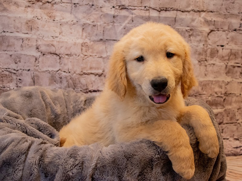 Golden Retriever- Available 11/24-DOG-Male-Golden-3395404-PetCenter Old Bridge Puppies For Sale