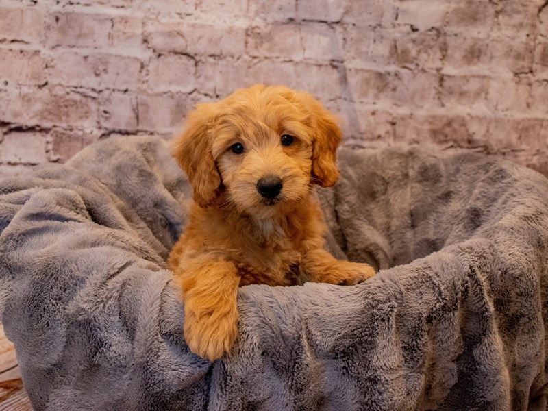 Mini Goldendoodle- Available 11/24-Male-Red-3395403-PetCenter Old Bridge Puppies For Sale