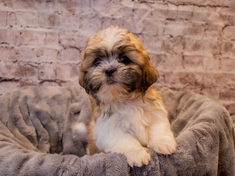 Shih Tzu- Available 11/24-DOG-Male-Sable / White-3395406-PetCenter Old Bridge Puppies For Sale