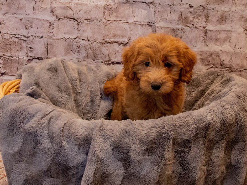 Mini Goldendoodle- Available 11/24-Female-Red-3395402-PetCenter Old Bridge