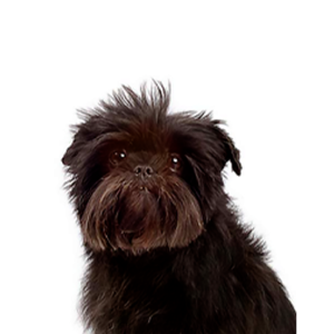 Affenpinscher store for adoption