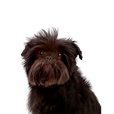 PetCenter Old Bridge Affenpinscher