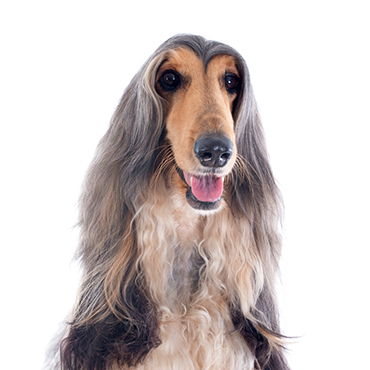 PetCenter Old Bridge Afghan Hound