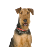 PetCenter Old Bridge Airedale Terrier