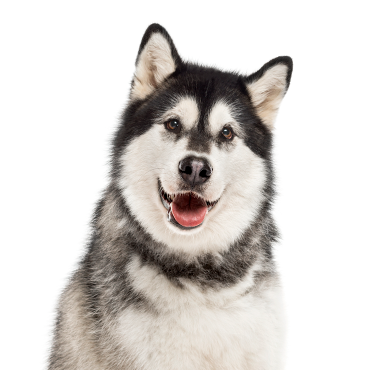 PetCenter Old Bridge Alaskan Malamute