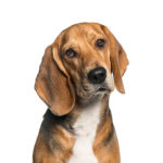 PetCenter Old Bridge Puppies For Sale American Foxhound