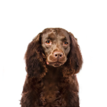 PetCenter Old Bridge Puppies For Sale American Water Spaniel