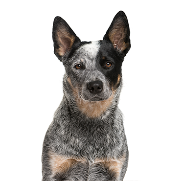 PetCenter Old Bridge Australian Cattle Dog