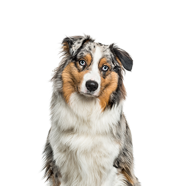 Australian Shepherd for sale