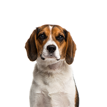 beagles for sale