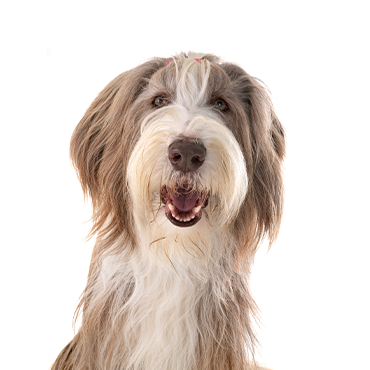 PetCenter Old Bridge Bearded Collie