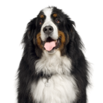 PetCenter Old Bridge Puppies For Sale Bernese Mountain Dog