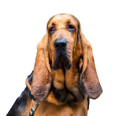 PetCenter Old Bridge Bloodhound