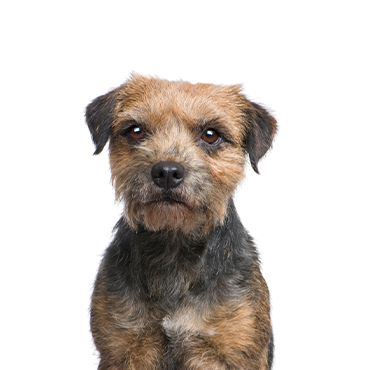 PetCenter Old Bridge Border Terrier