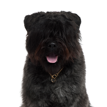 Bouvier des Flandres Puppies - PetCenter Old Bridge Puppies For Sale