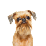 PetCenter Old Bridge Puppies For Sale Brussels Griffon