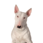 PetCenter Old Bridge Puppies For Sale Bull Terrier