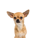 PetCenter Old Bridge Puppies For Sale Chihuahua