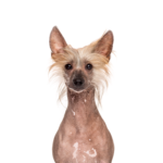 PetCenter Old Bridge Chinese Crested