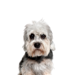 PetCenter Old Bridge Puppies For Sale Dandie Dinmont Terrier
