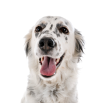 PetCenter Old Bridge Puppies For Sale English Setter