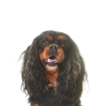 PetCenter Old Bridge Puppies For Sale English Toy Spaniel
