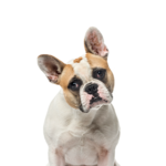 PetCenter Old Bridge Puppies For Sale French Bulldog